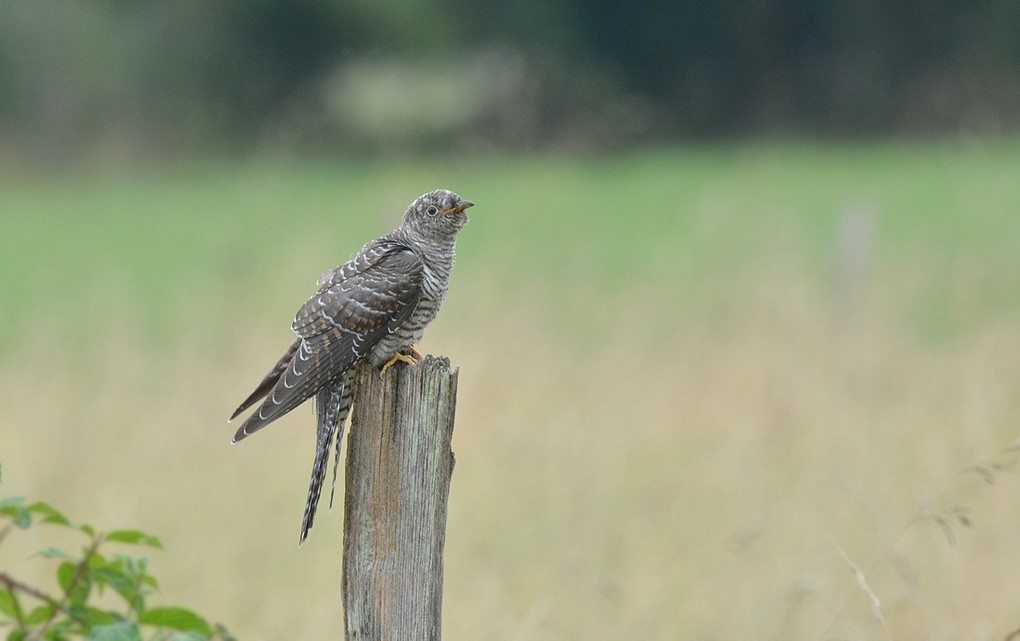 DSC_9930o.JPG