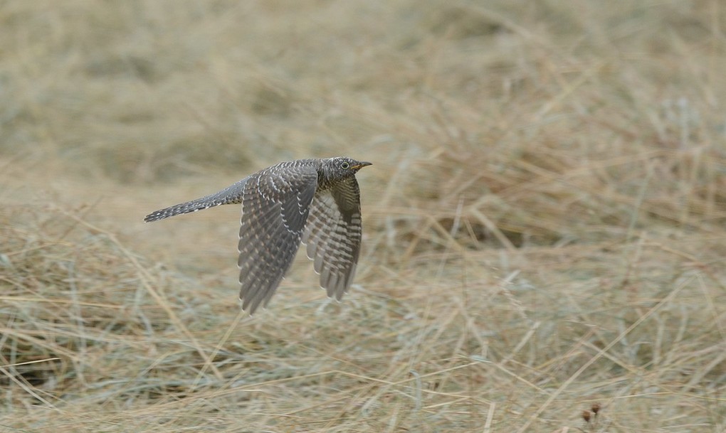 DSC_9920.JPG
