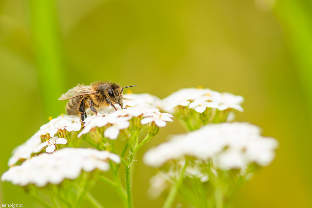 abeille comune.JPG