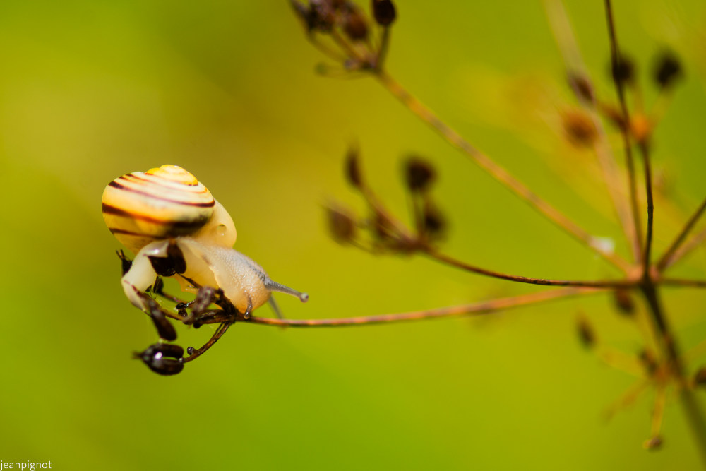 escargot de mon jardin.JPG