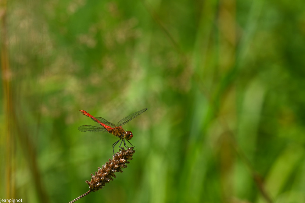 sympetrum.JPG