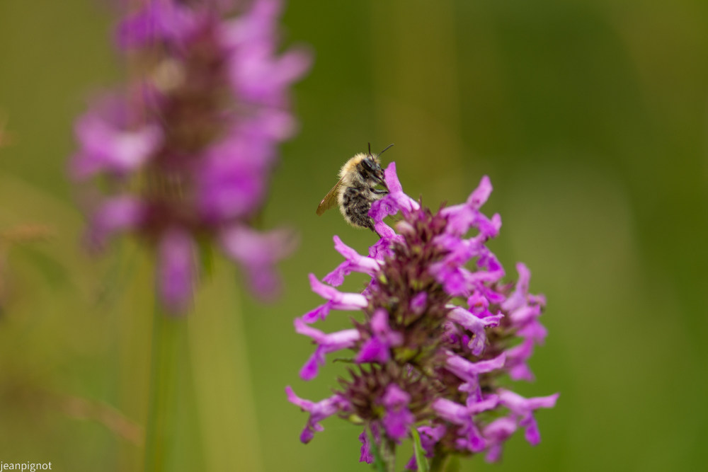 bourdon des bois dans betoines officinale.JPG