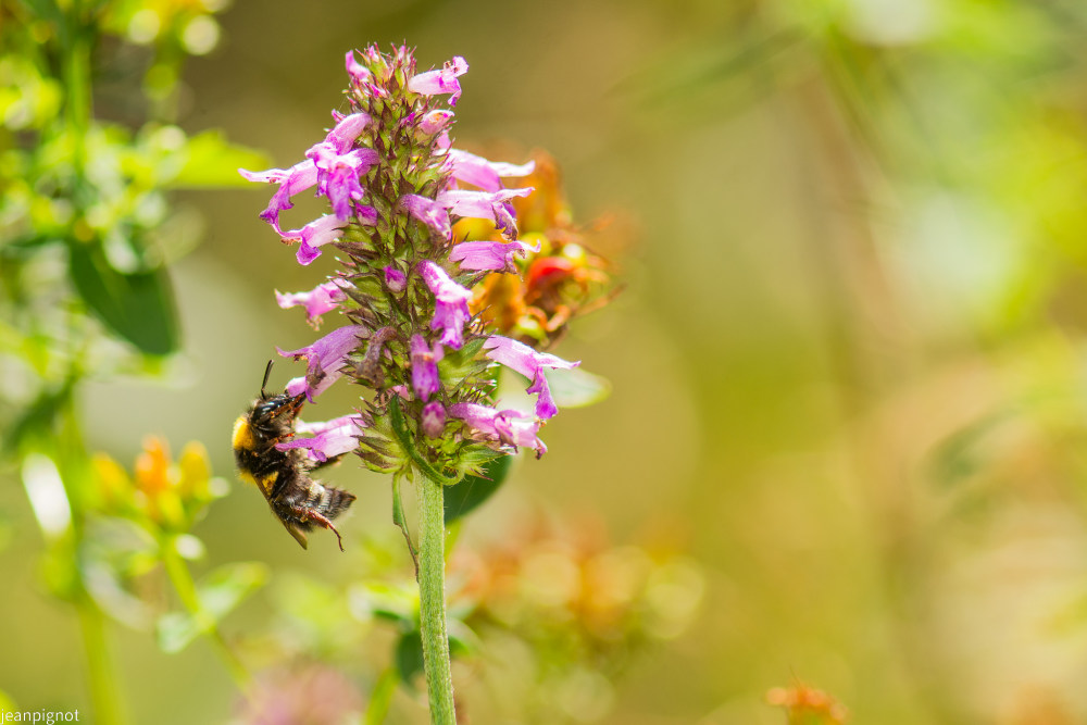 bourdon dans betoine officinale.JPG