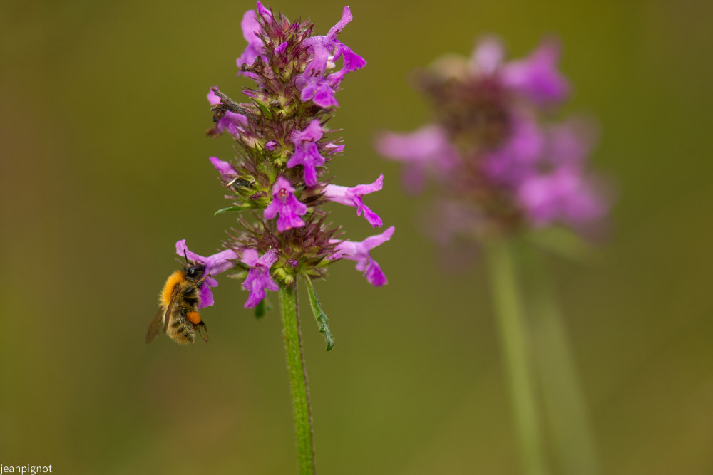 bourdon dans betoine officinale (4).JPG