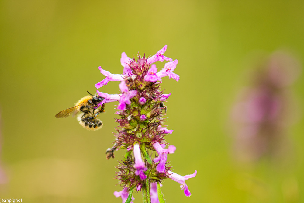 bourdon dans betoine officinale (3).JPG