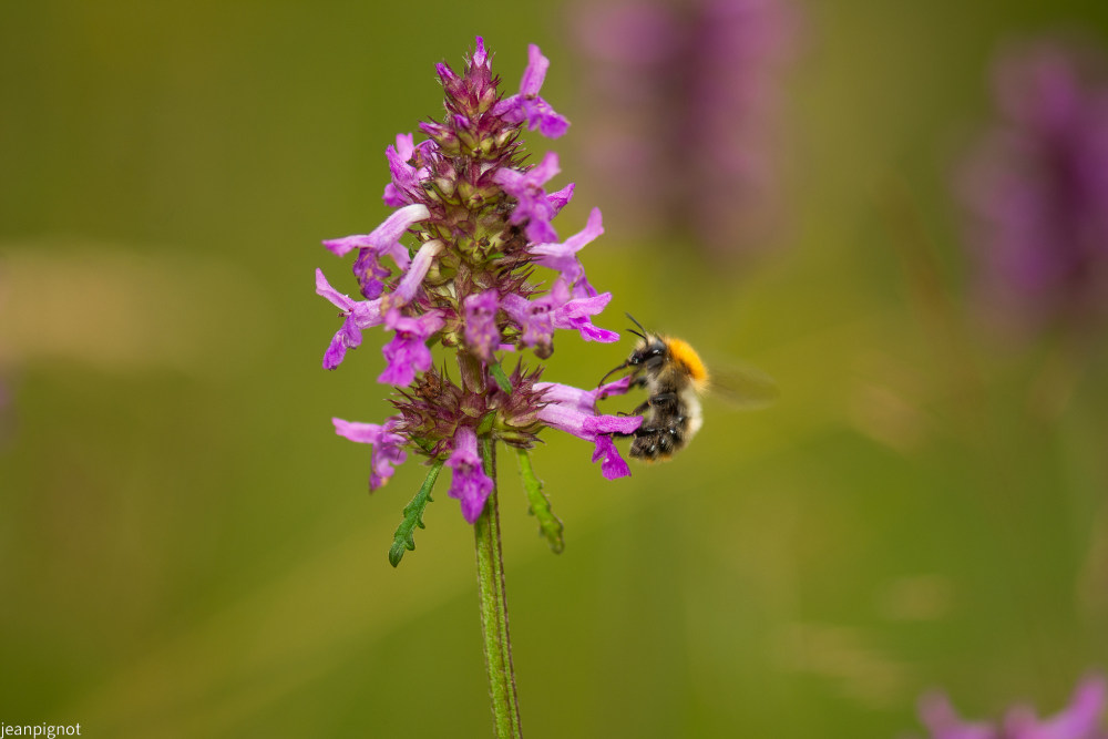 bourdon dans betoine officinale (2).JPG
