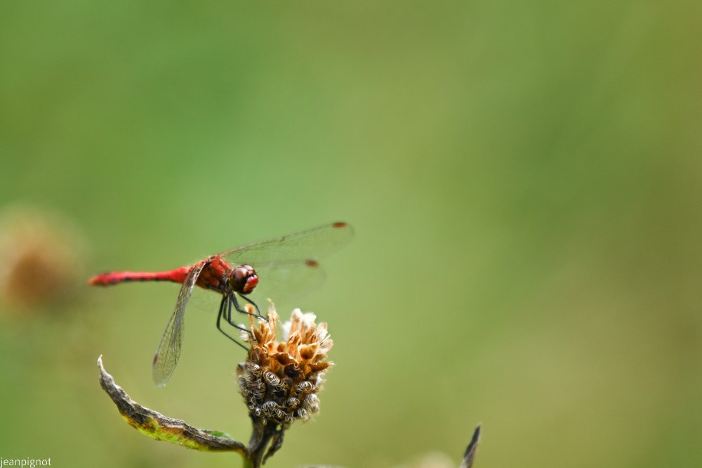 sympetrum.JPG