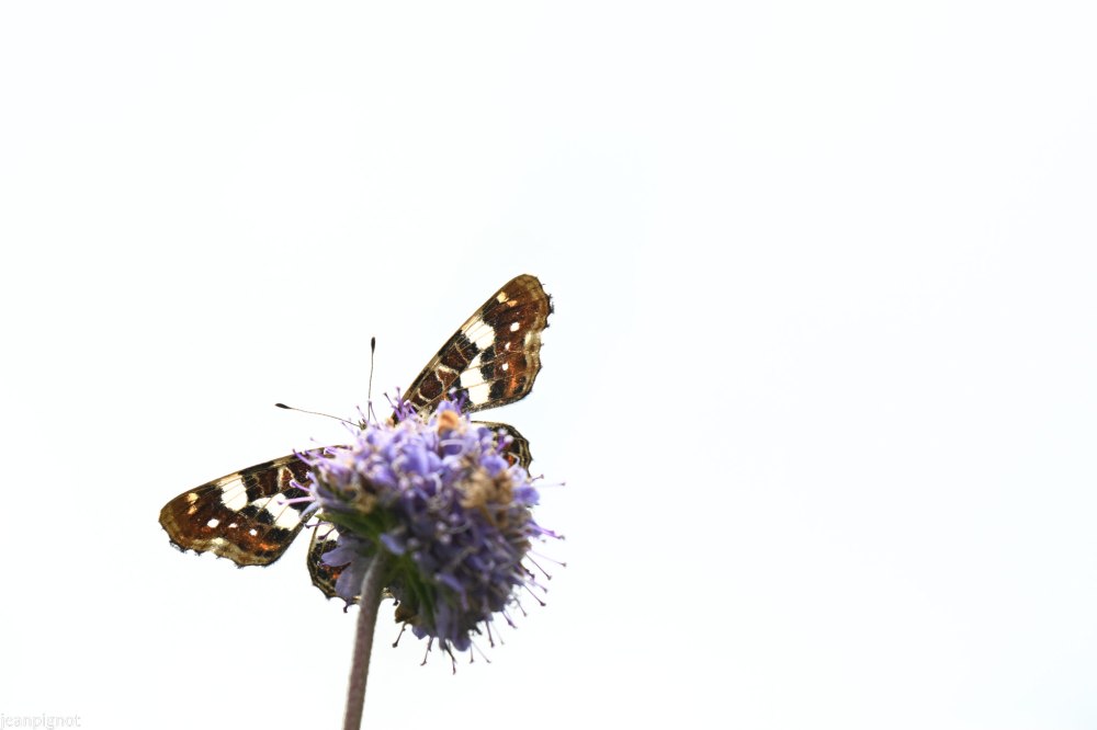 papillon petite carte geografique.JPG
