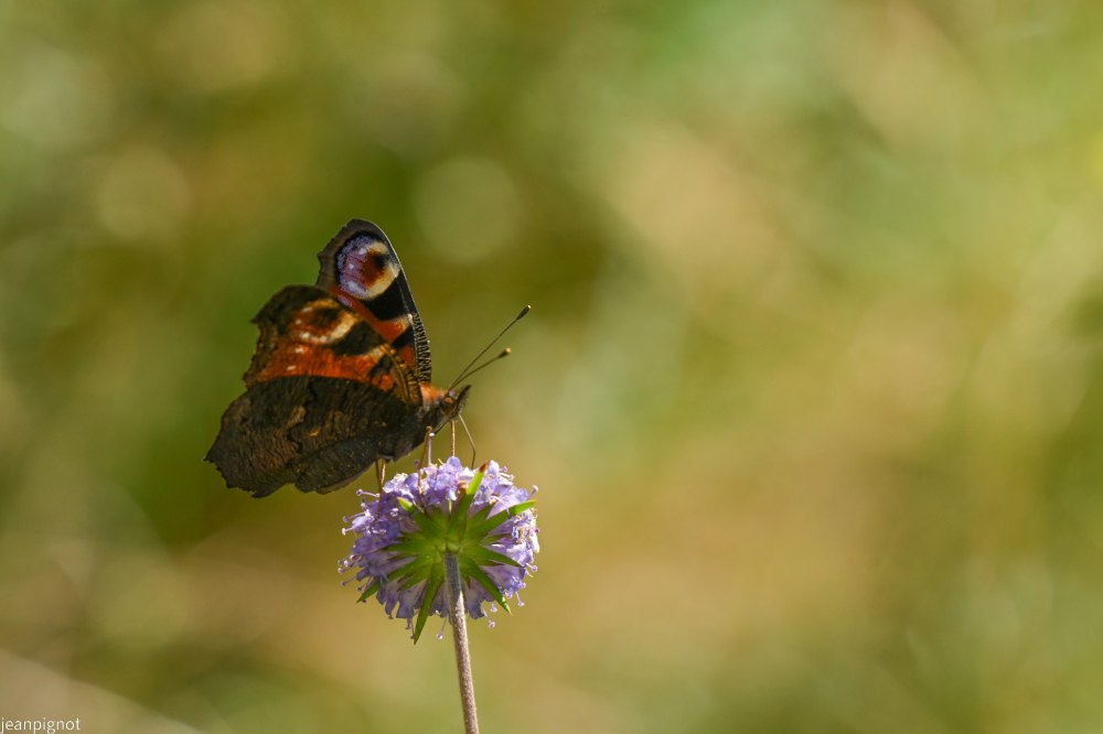 papillon paon du jour.JPG