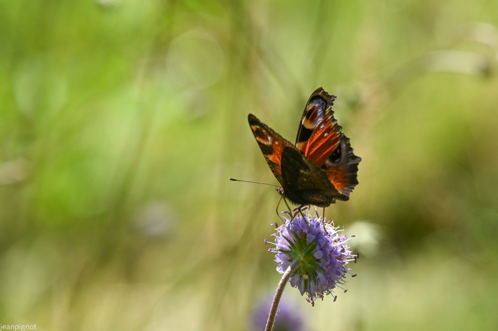 papillon paon du jour (2).JPG