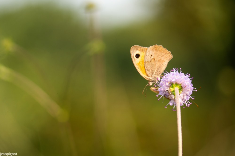 papillon myrtil.JPG
