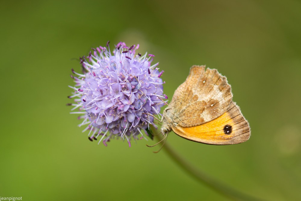 papillon myrtil (2).JPG