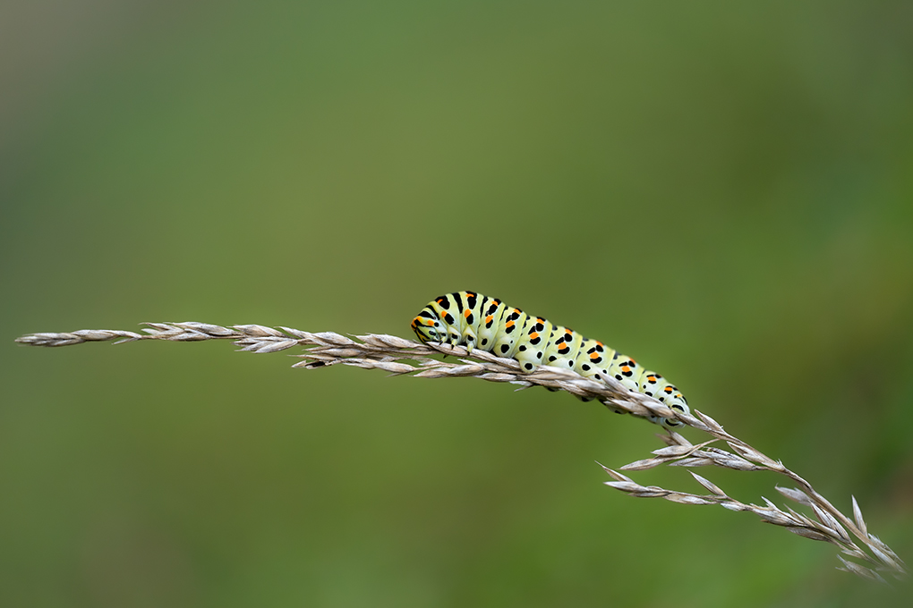 Machaon octobre 2024 1.jpg