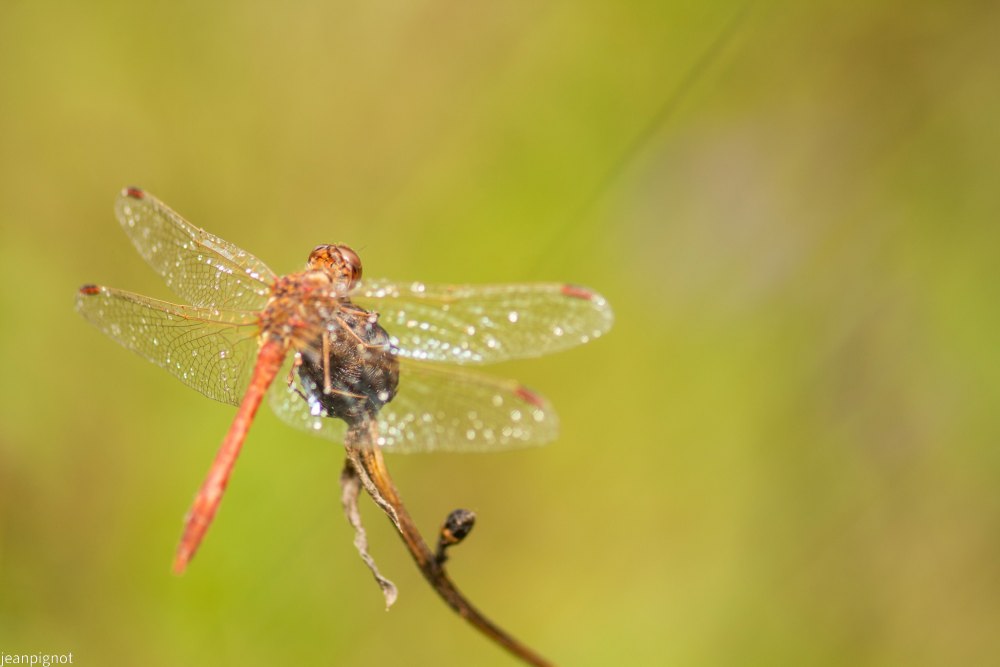 sympetrum.JPG