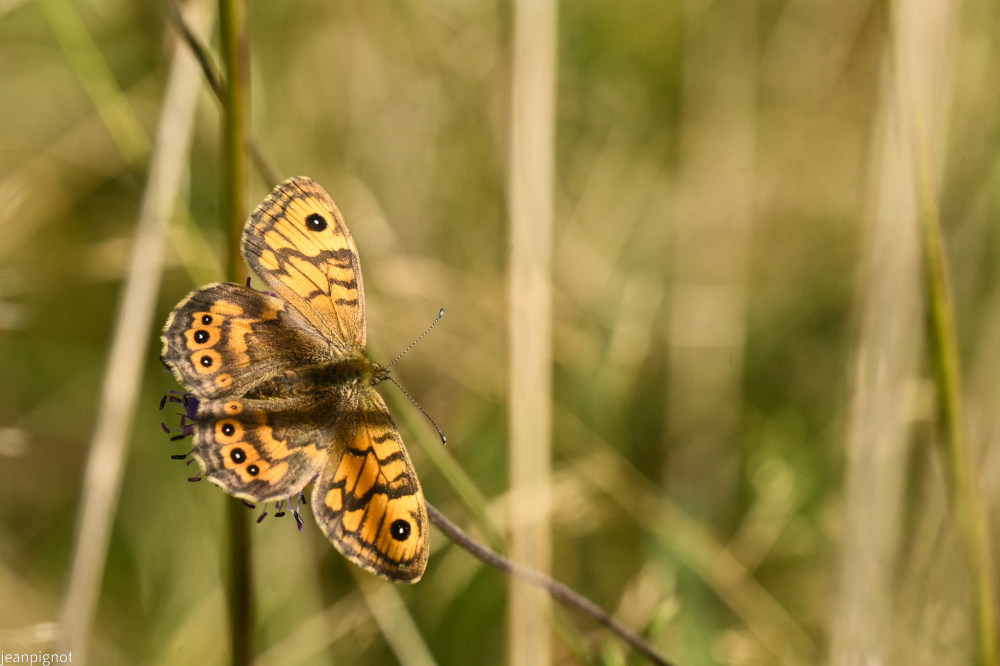 papillon tircis.JPG