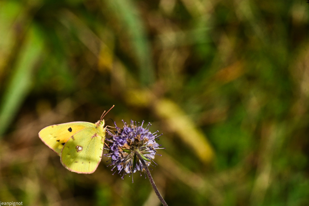 papillon fluoré.JPG