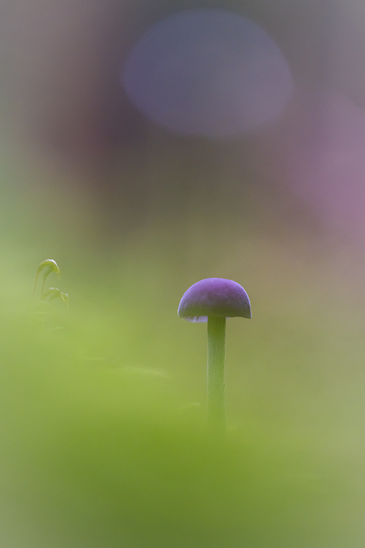 Champignon oct 2024 internet 2.jpg