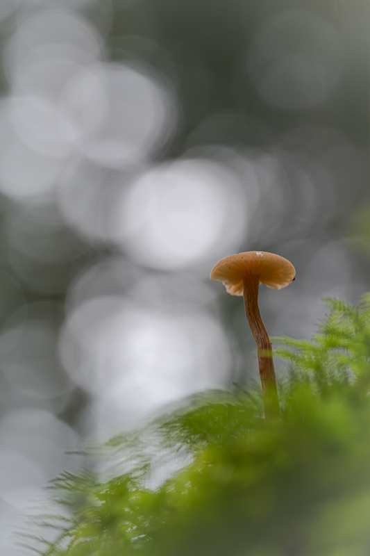 Champignon oct 2024 internet 4.jpg