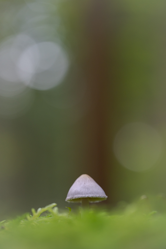 Champignon oct 2024 internet 5.jpg