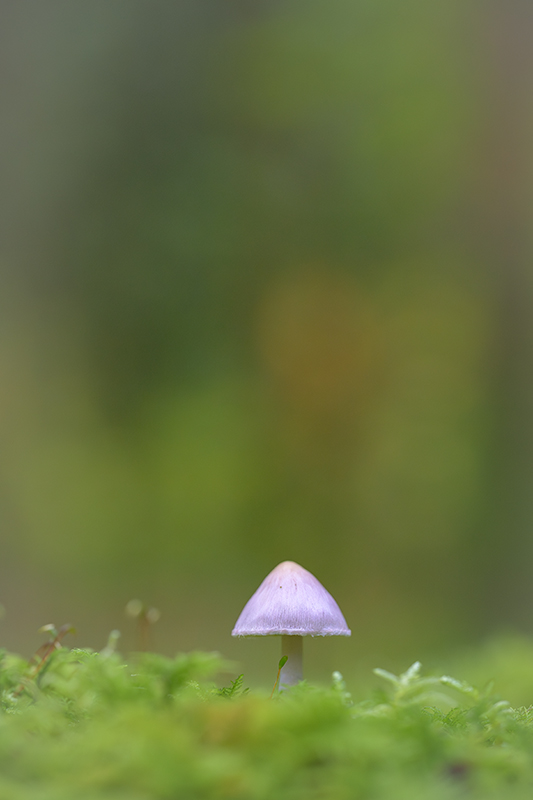 Champignon oct 2024 internet 6.jpg