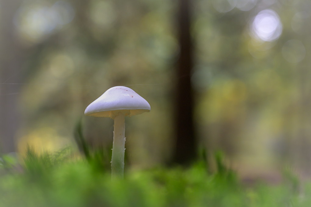 Champignon oct 2024 internet 20.jpg