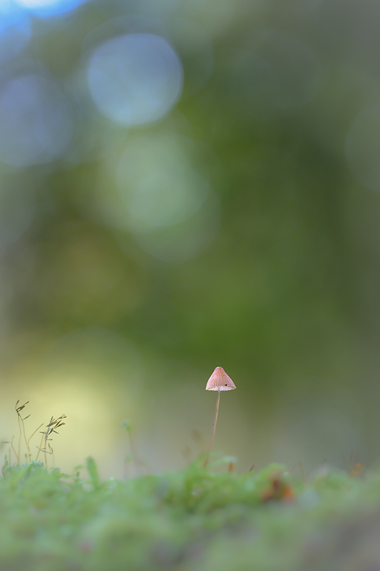 Champignon oct 2024 internet 21.jpg