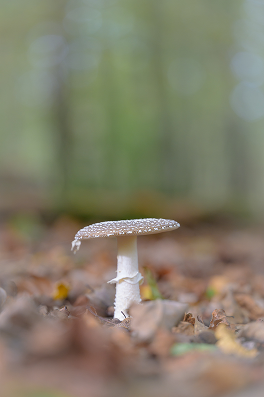 Champignon oct 2024 internet 23.jpg