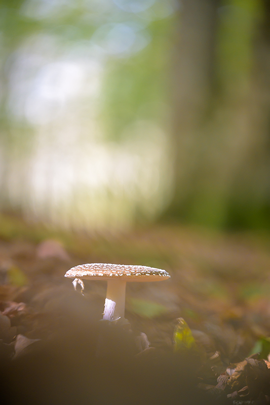 Champignon oct 2024 internet 25.jpg