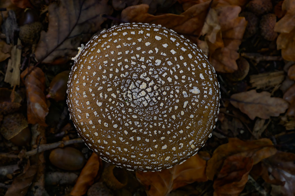 Champignon oct 2024 internet 26.jpg