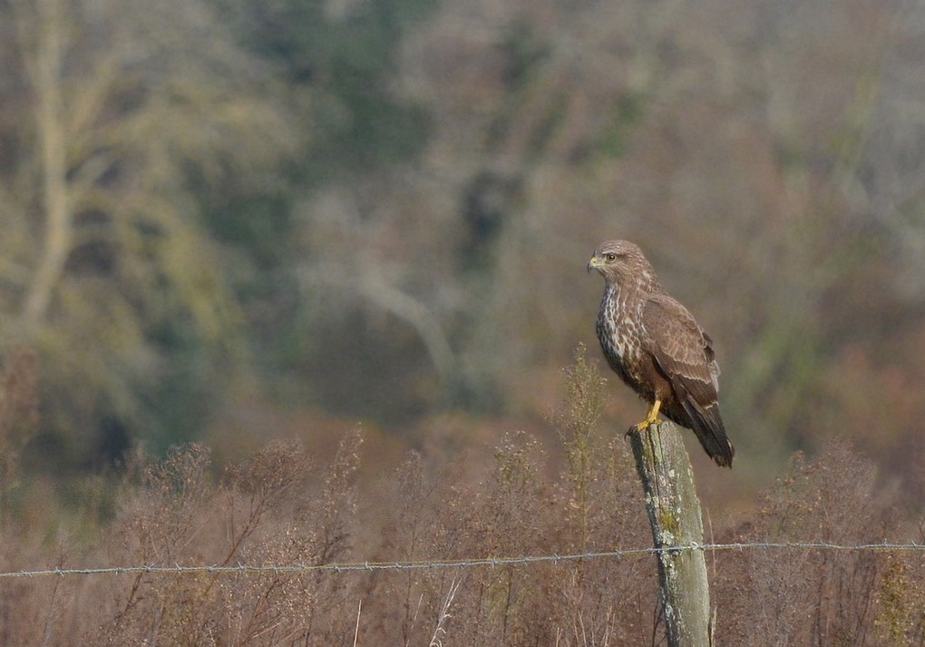 DSC_3348yyy.JPG