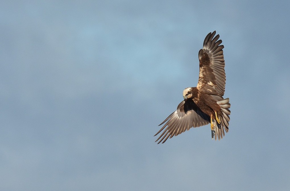 DSC_3524.JPG