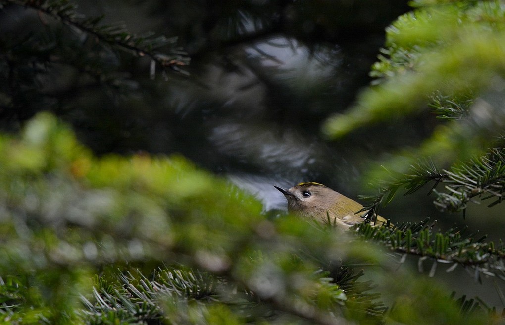 DSC_2290.JPG
