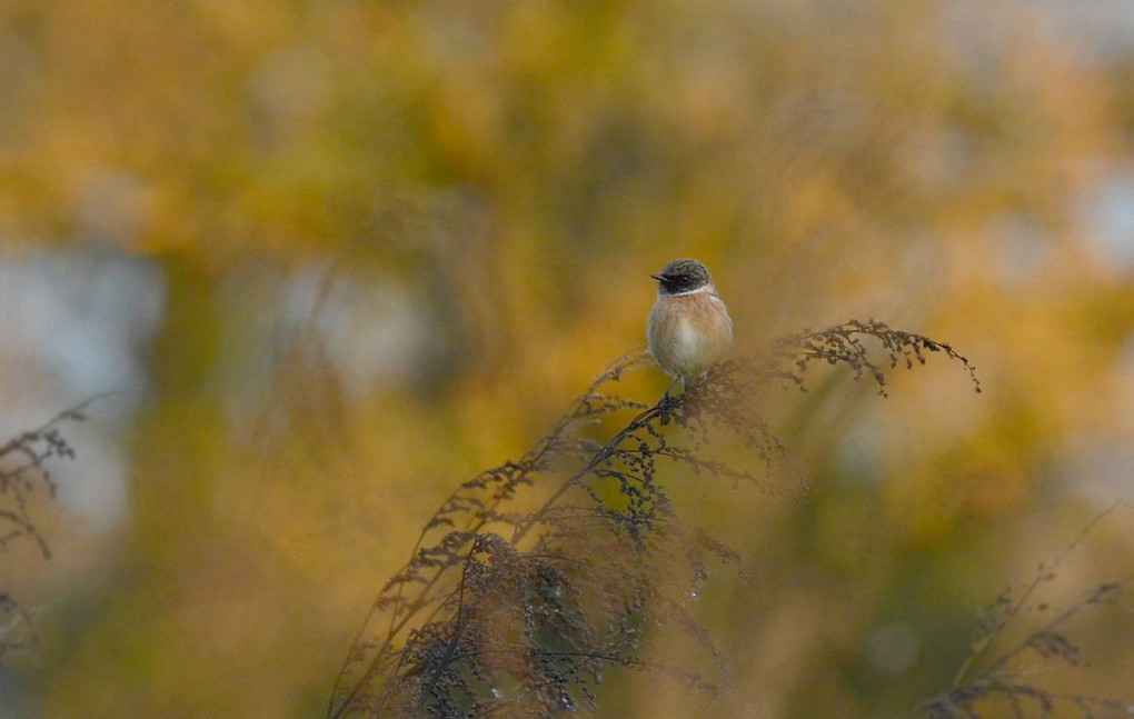 DSC_2765zzz.JPG