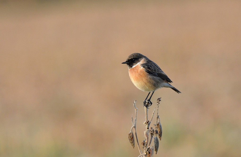 DSC_2819k.JPG