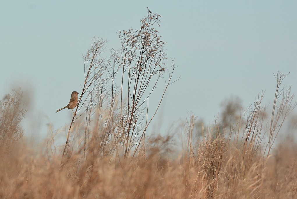 DSC_3046.JPG