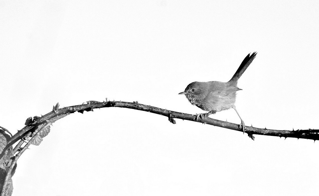 DSC_2992tr.JPG