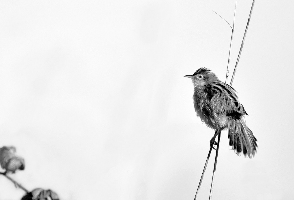 DSC_3171df.JPG