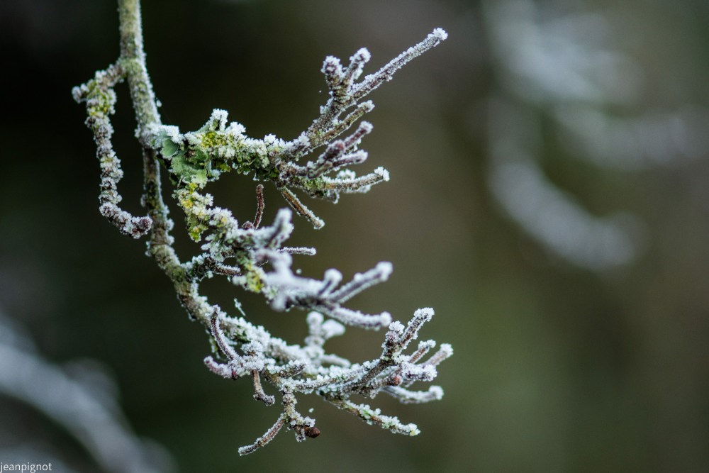 branche gelée.JPG