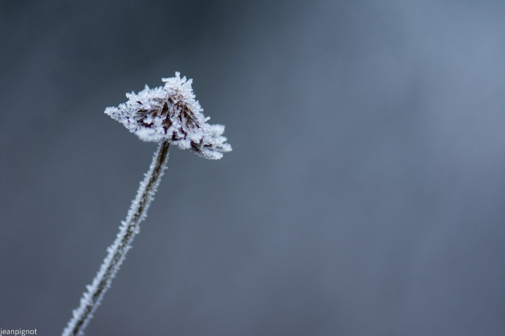 plante givrée a l heure bleue.JPG