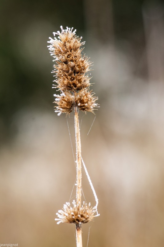DSC_5446_001DSC_5446.JPG