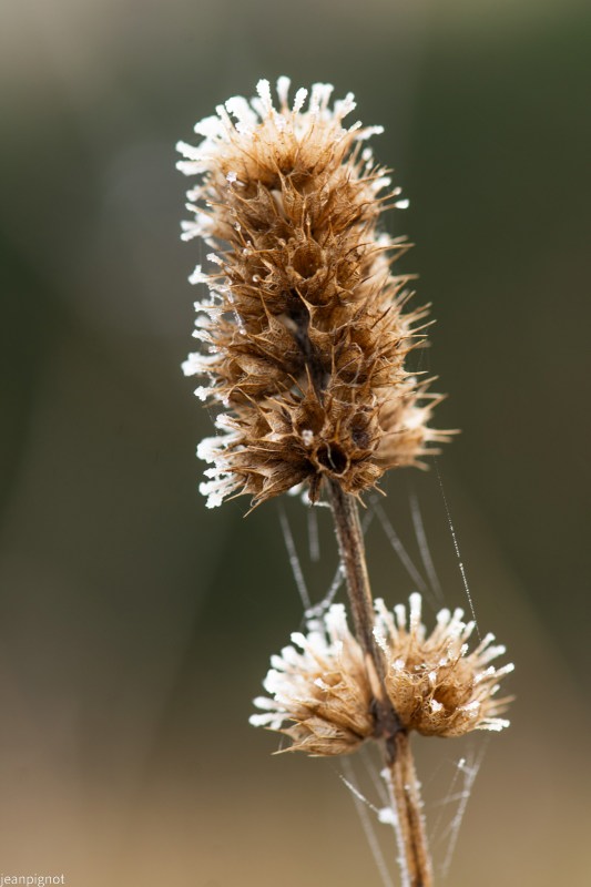 DSC_5448_001DSC_5448.JPG