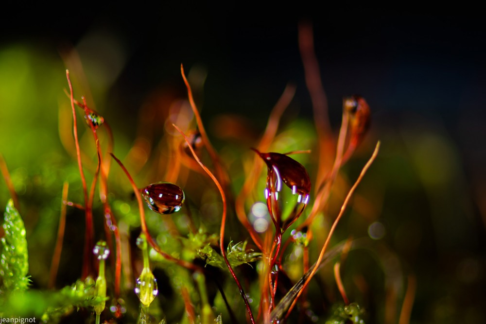 DSC_5656_001DSC_5656.JPG