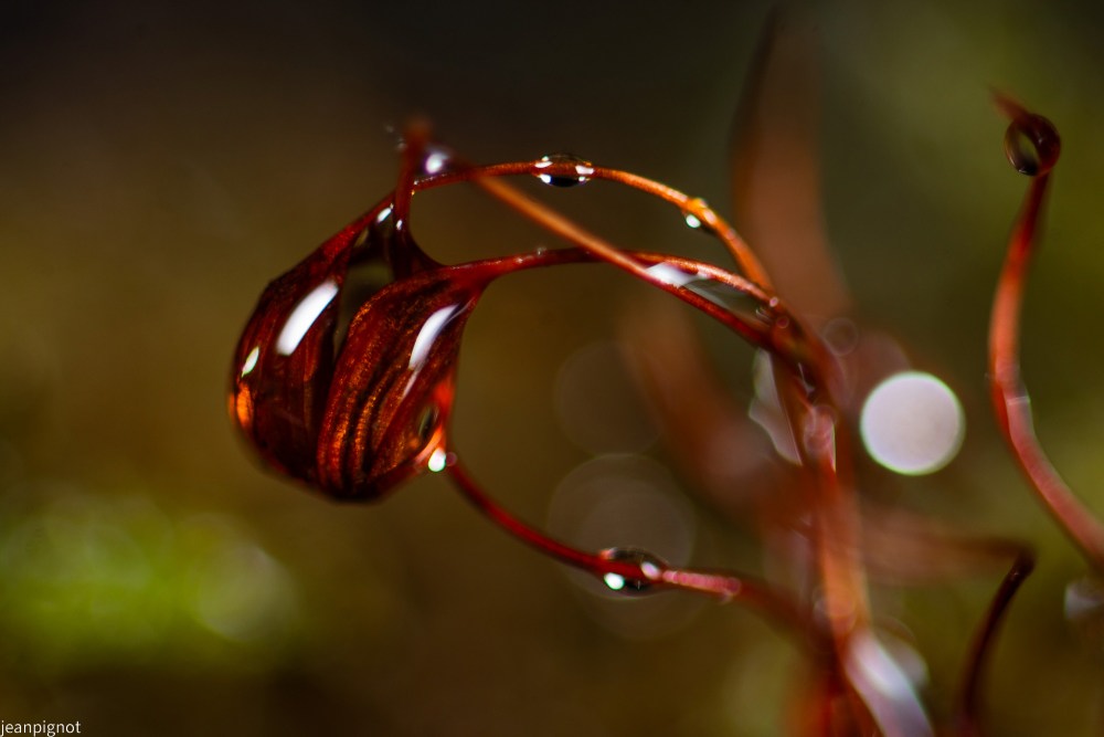 DSC_7356_001DSC_7356.JPG