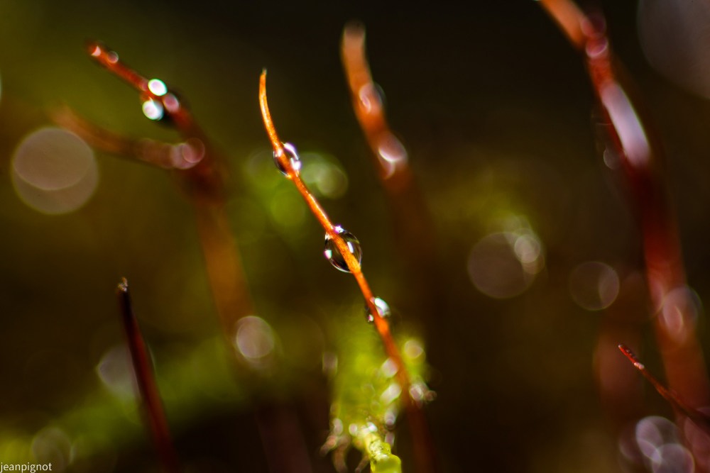 DSC_7364_001DSC_7364.JPG