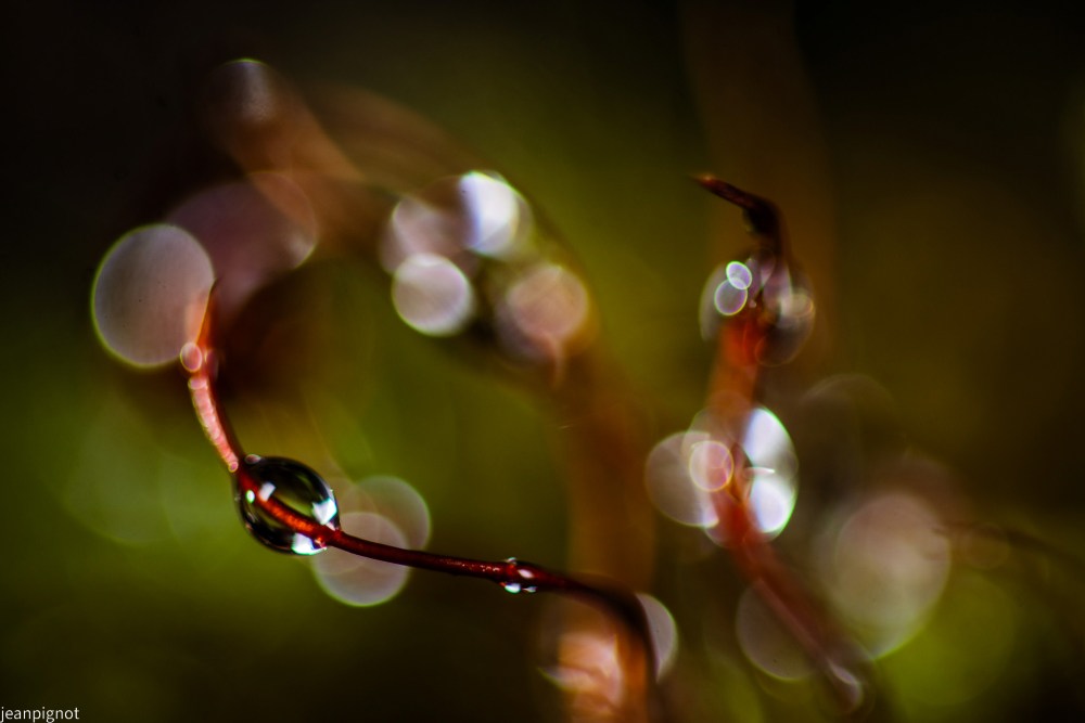 DSC_7368_001DSC_7368.JPG