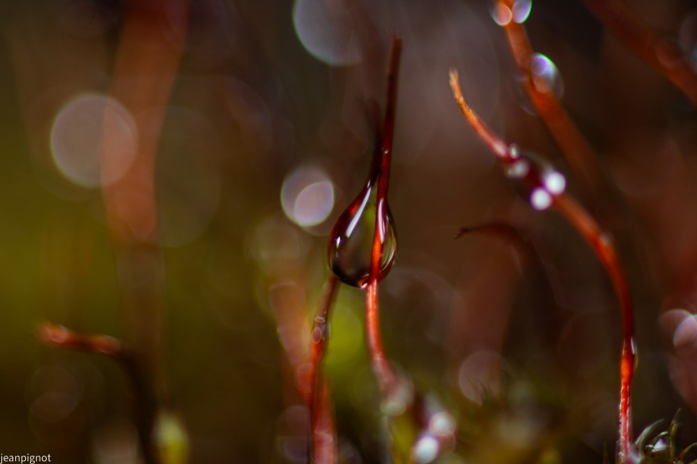 DSC_7375_001DSC_7375.JPG