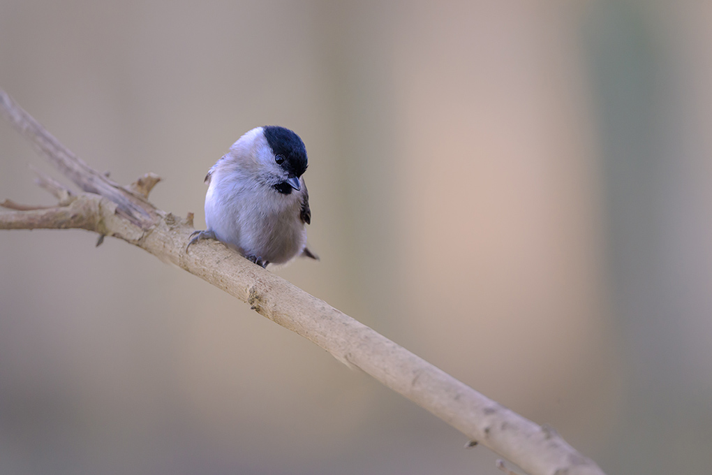 Mésange nonette 11 janvier 2025 internet 5.jpg