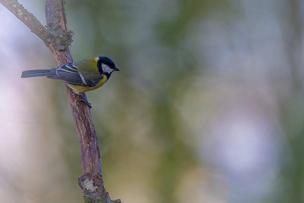 Mésange Charbonnère 7 janvier 2025 internet 2 JPG.jpg