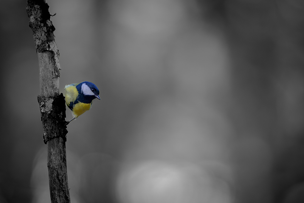 Mésange Charbonnère 7 janvier 2025 internet 1 JPG.jpg