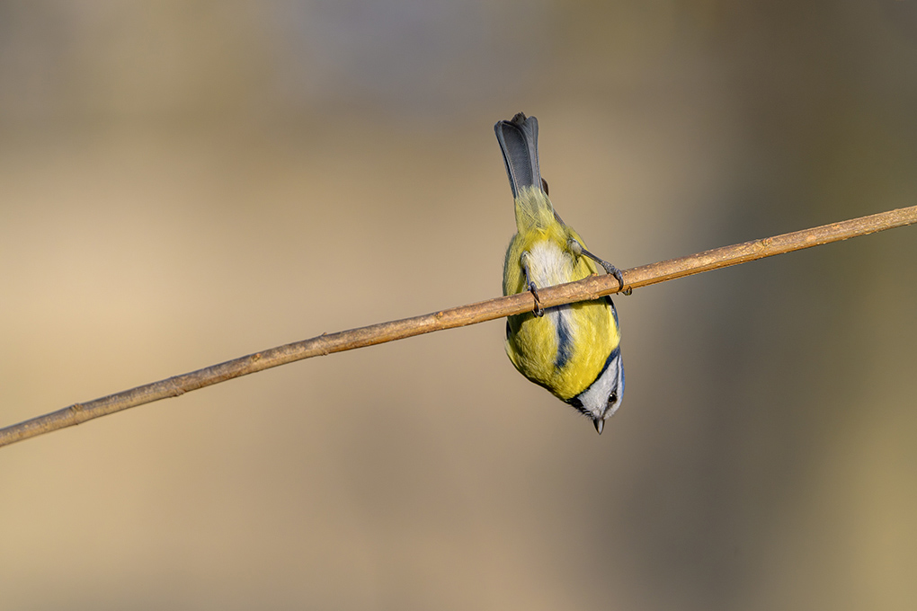 mésange bleue février 2025 internet 1.jpg